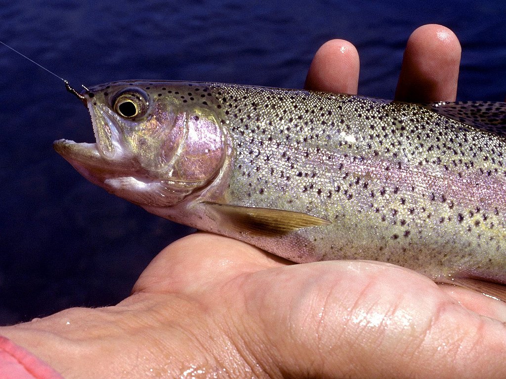 On the Hook